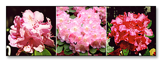 Rhododendrons et d'azalées